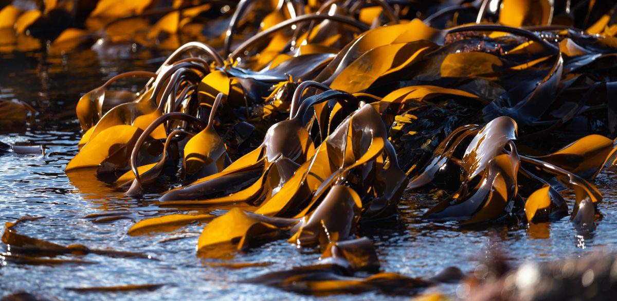 Seaweed - a friendly crop