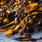 Seaweed - a friendly crop