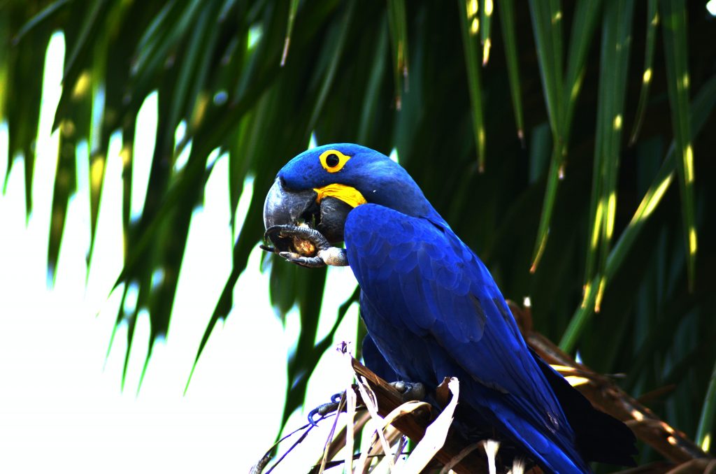abraao paes pDyla1BLfU unsplash • Eat Blue™