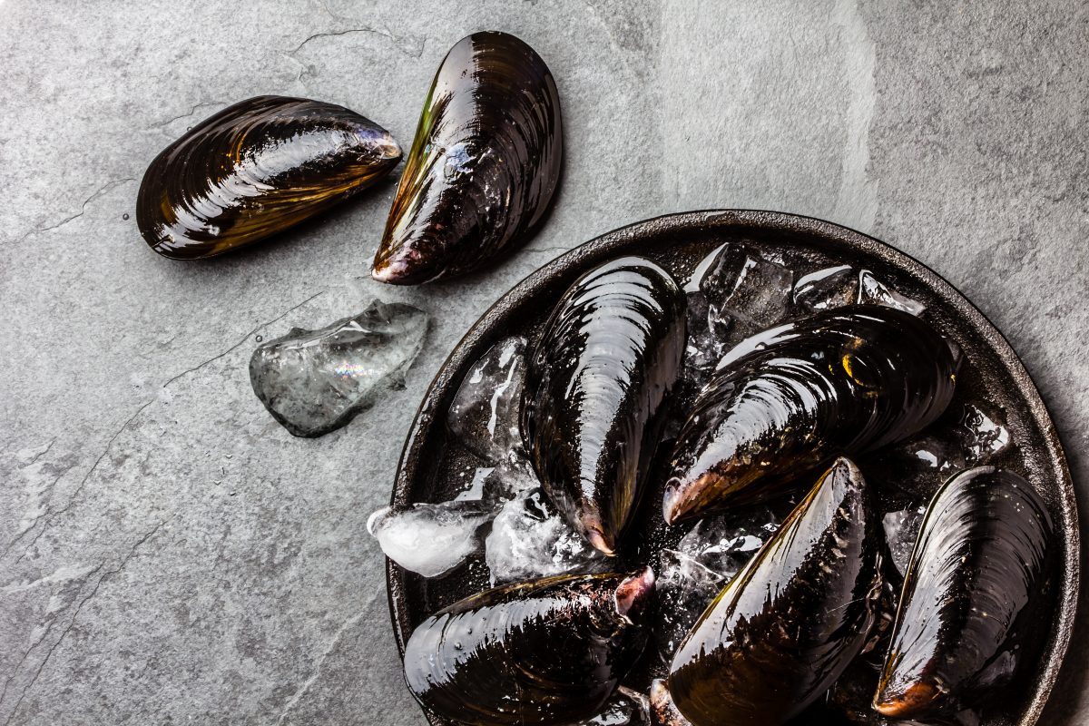 Fresh uncooked big mussels on ice. Slate background.