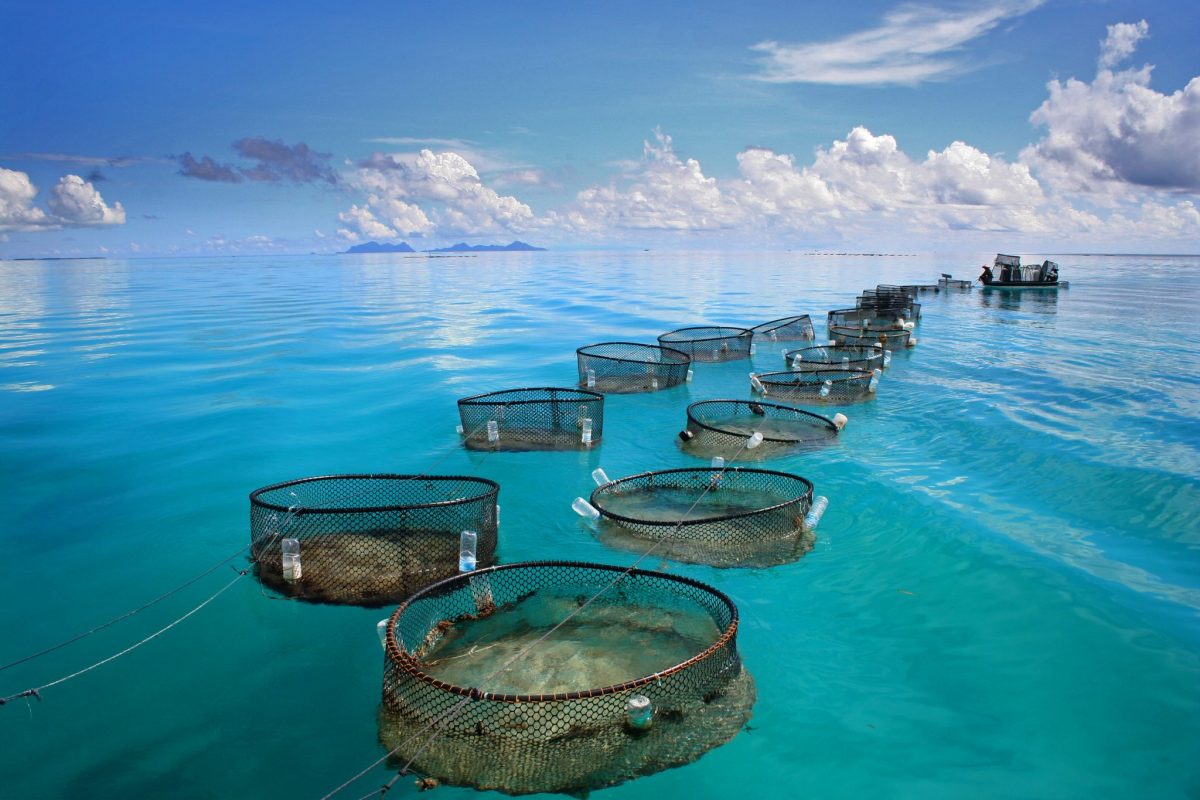 Fisheries Science on display at a marine fishery in tropical sea