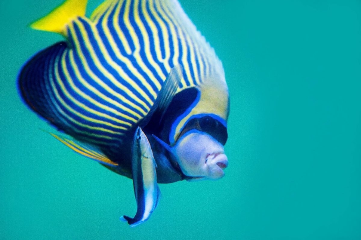 cleaner wrasse