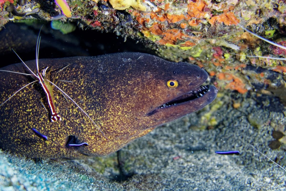 Cleaner eel of the ocean, the Moray eel