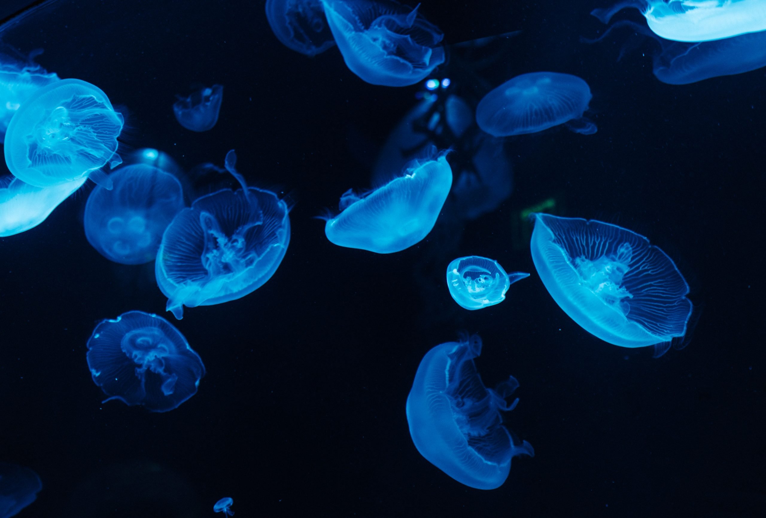 The Mysteries Beneath The Surface: Ocean Zones And The Deep Sea • Eat Blue™ The Mysteries Beneath The Surface: Ocean Zones And The Deep Sea • Eat Blue™